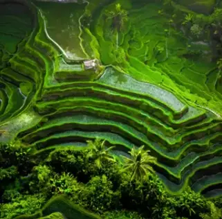 Visite de rizières - Bali