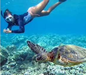 Snorkeling avec des tortues aux îles Gilis