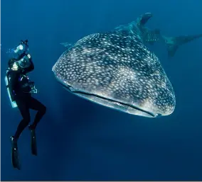 Requins baleines à Nabire
