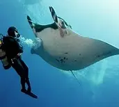 Plongée à Manta Point